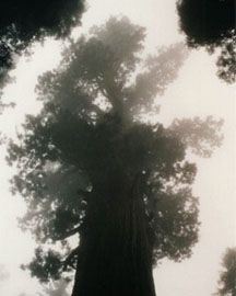 "Giant in the Mist, Sequoia National Park, CA" 35mm color photograph. © Roy Al Rendahl